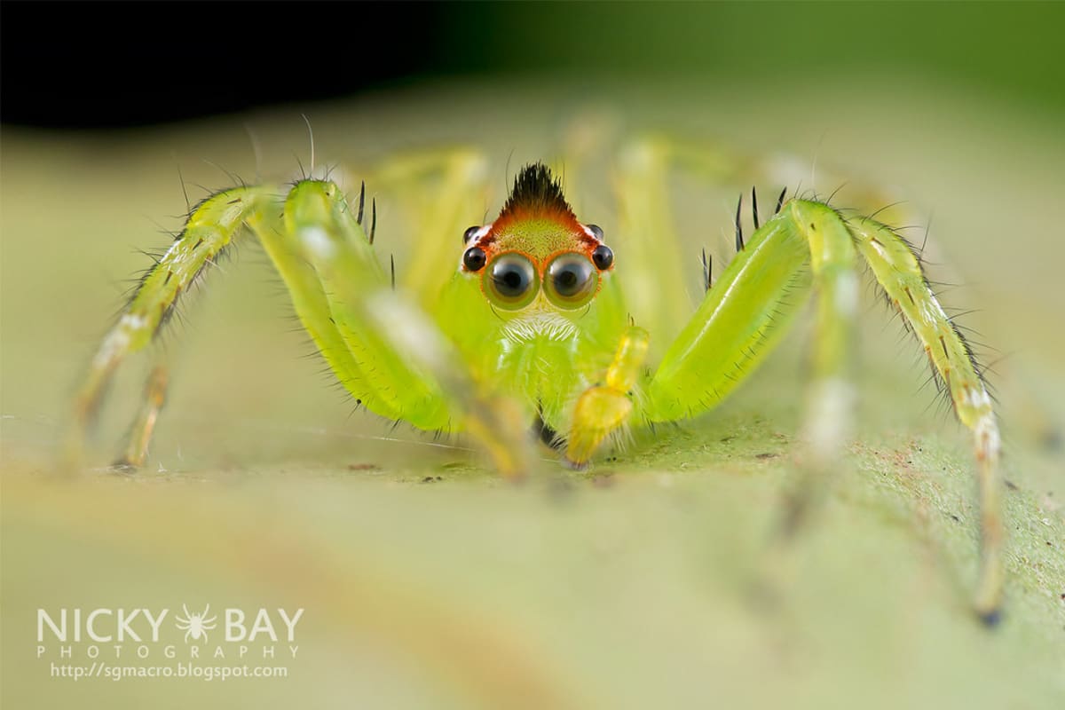 Nejkrásnější hmyz Singapuru - Obrázek 3