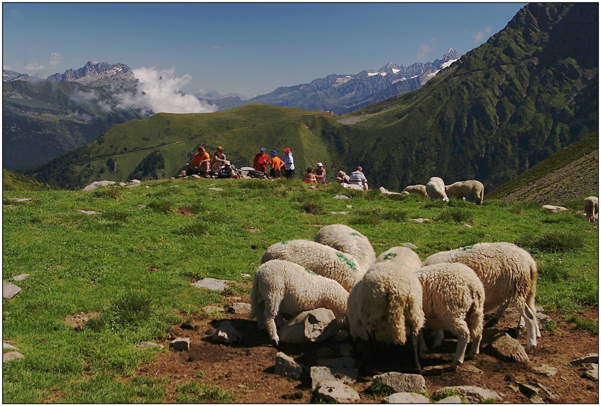 Ovce s sedle Col de Tricot