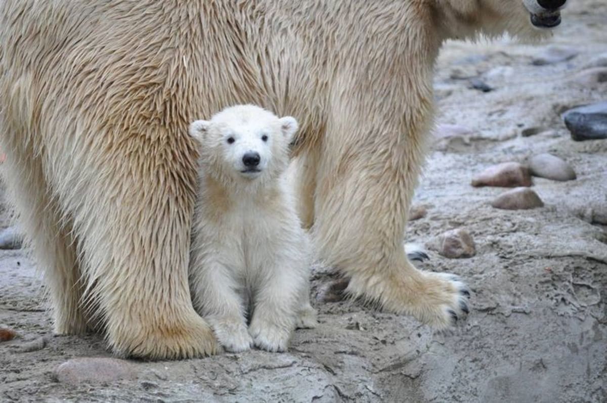Malý lední medvídek s mámou - Obrázek 3