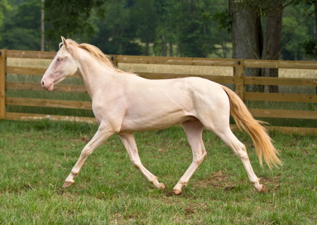 Nejpodivněji a nejkrásněji zbarvení koně - Obrázek 14