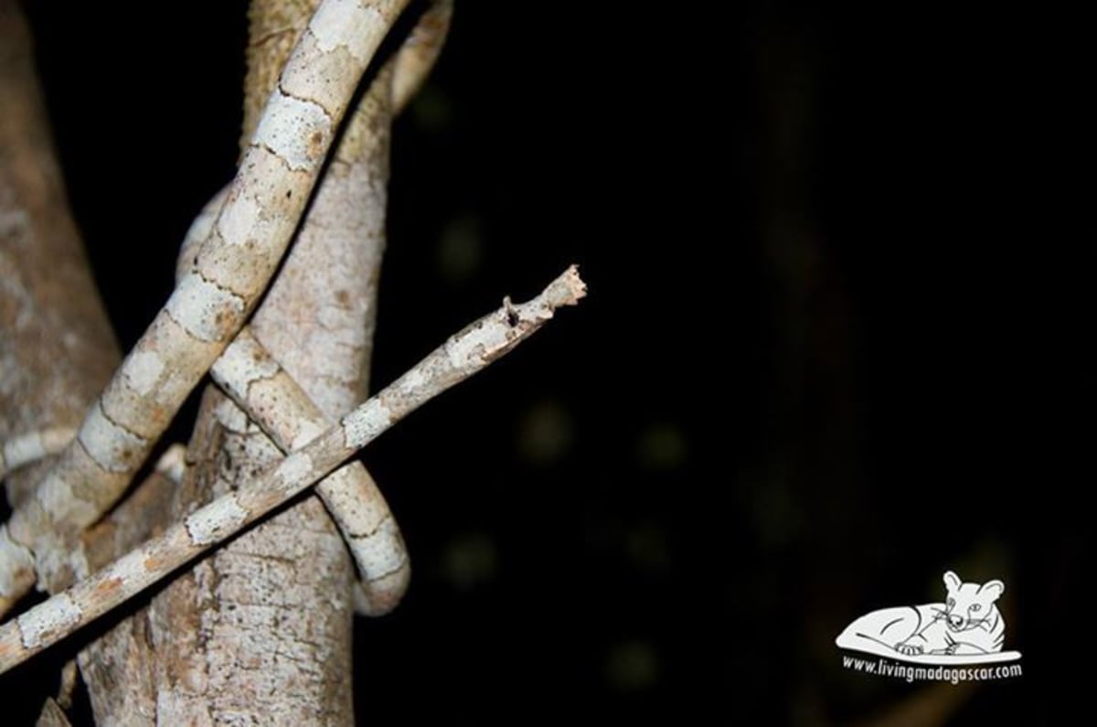 Langaha listonohá - bizarní hadí krasavice z Madagaskaru - Obrázek 5