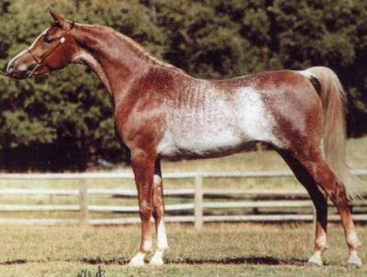 Nejpodivněji a nejkrásněji zbarvení koně - Obrázek 15