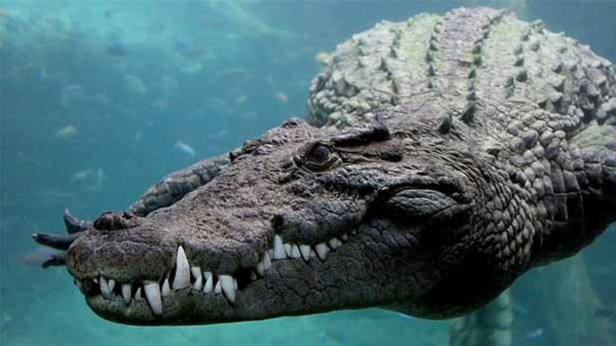 Klec smrti s krokodýly
