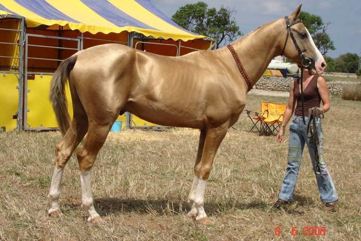 Achaltekinský kůň - Obrázek 10