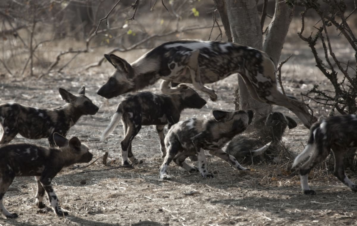Pro člověka, který lov pozoruje, působí trhání ještě živé kořisti velmi drasticky. Proto měl pes hyenovitý pověst kruté a nebezpečné šelmy
