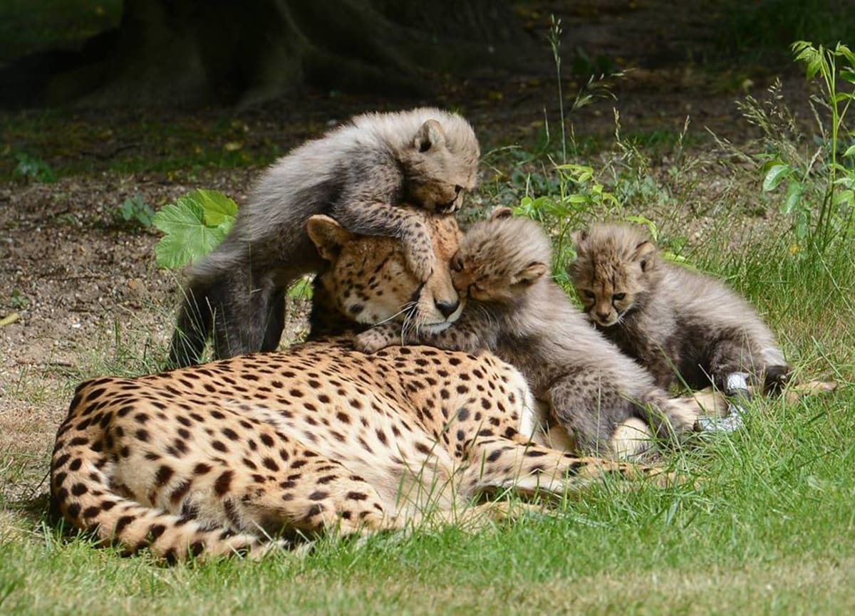 Gepardice v Munsteru porodila sedm mláďat! - Obrázek 1