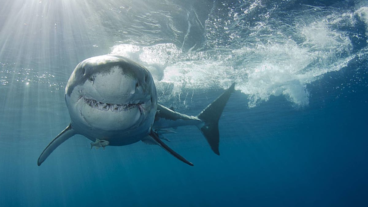 Setkání s velkým bílým žralokem dosud nepřežilo nejméně 52 lidí