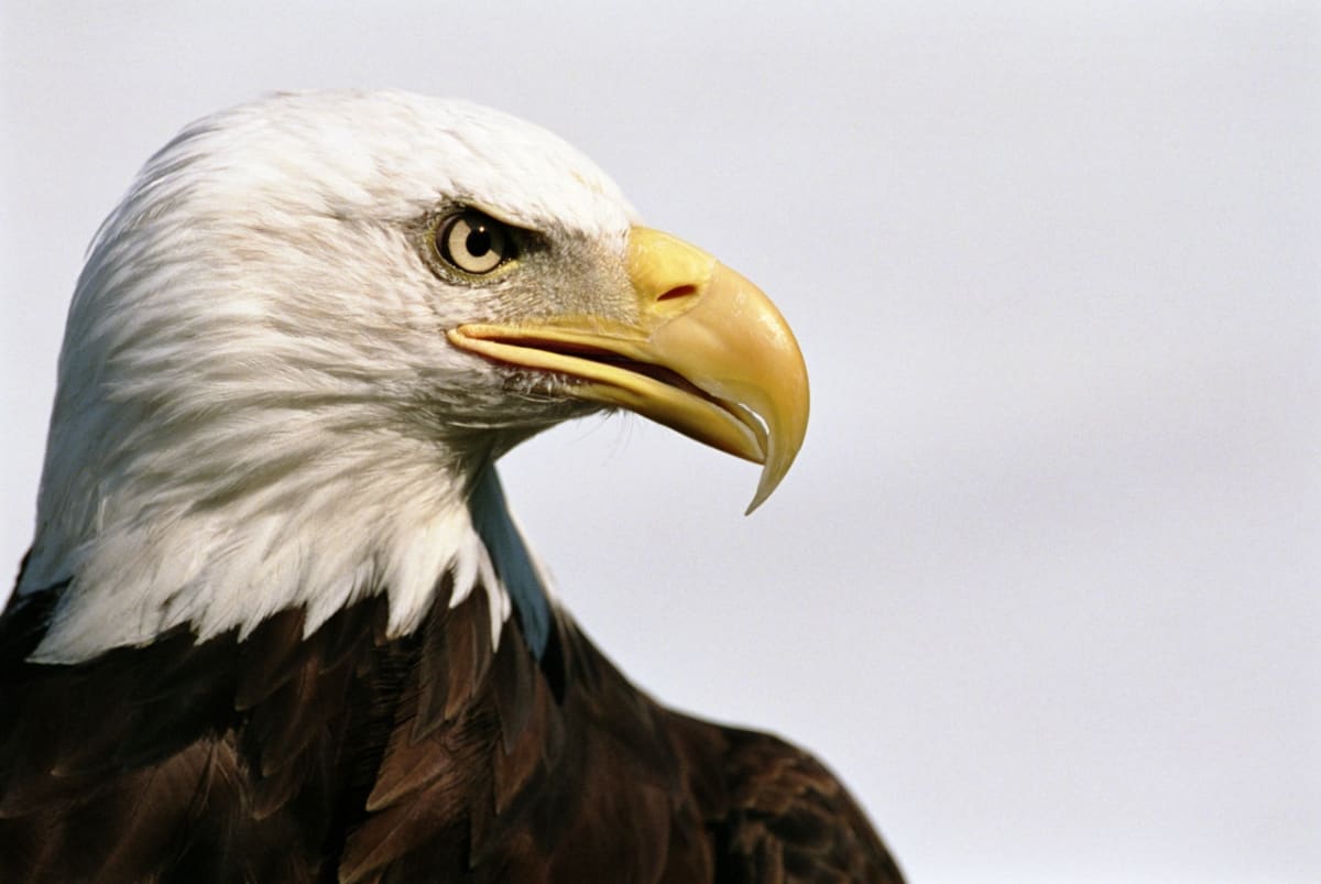 Je to národní pták a státní symbol Spojených států amerických