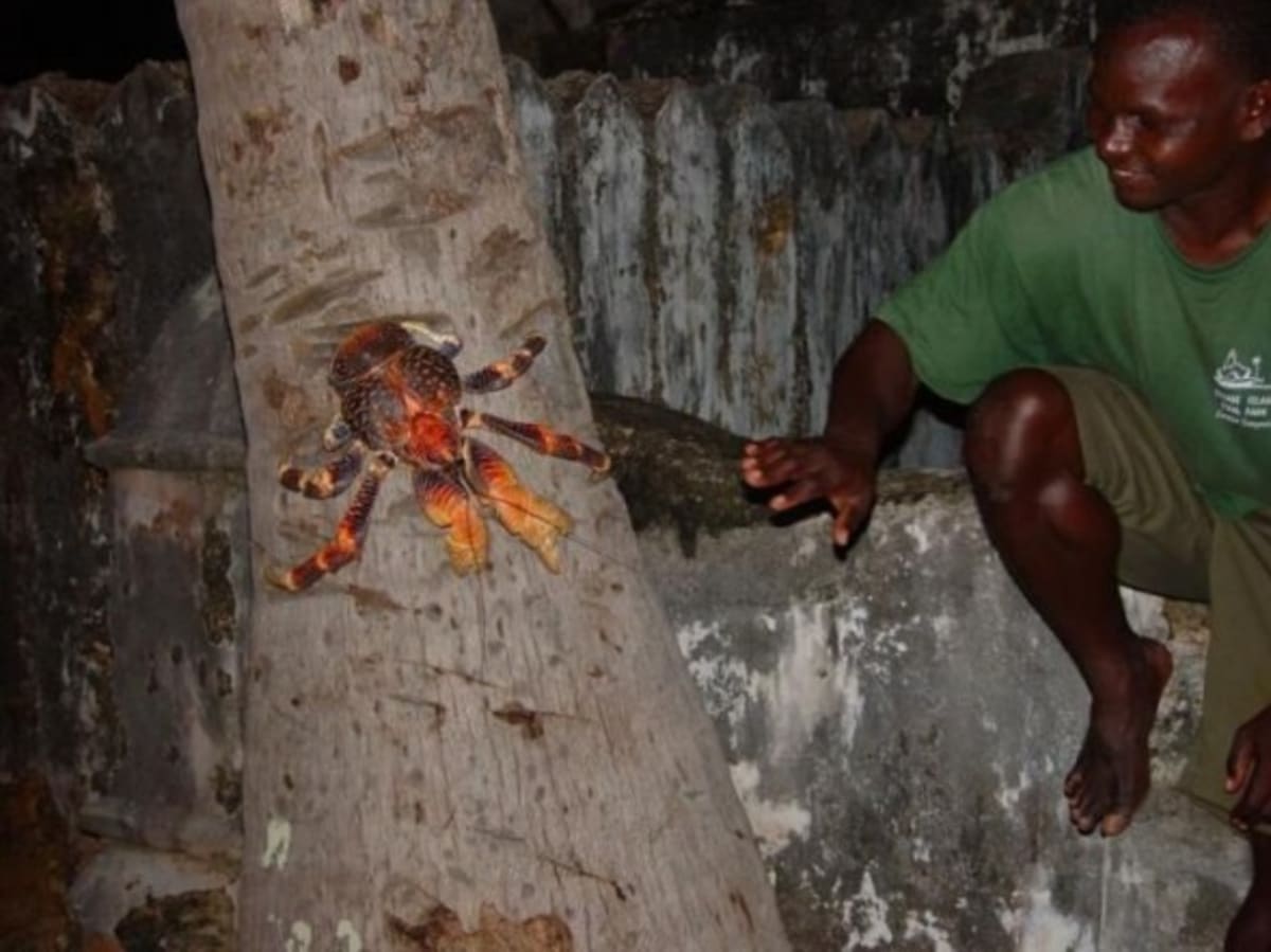 GALERIE: Krab palmový, největší korýš světa! - Obrázek 16