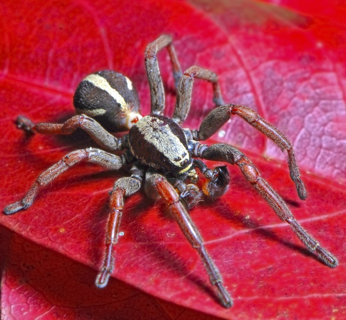 Pavouci: pro někoho krásní, pro jiného odporní