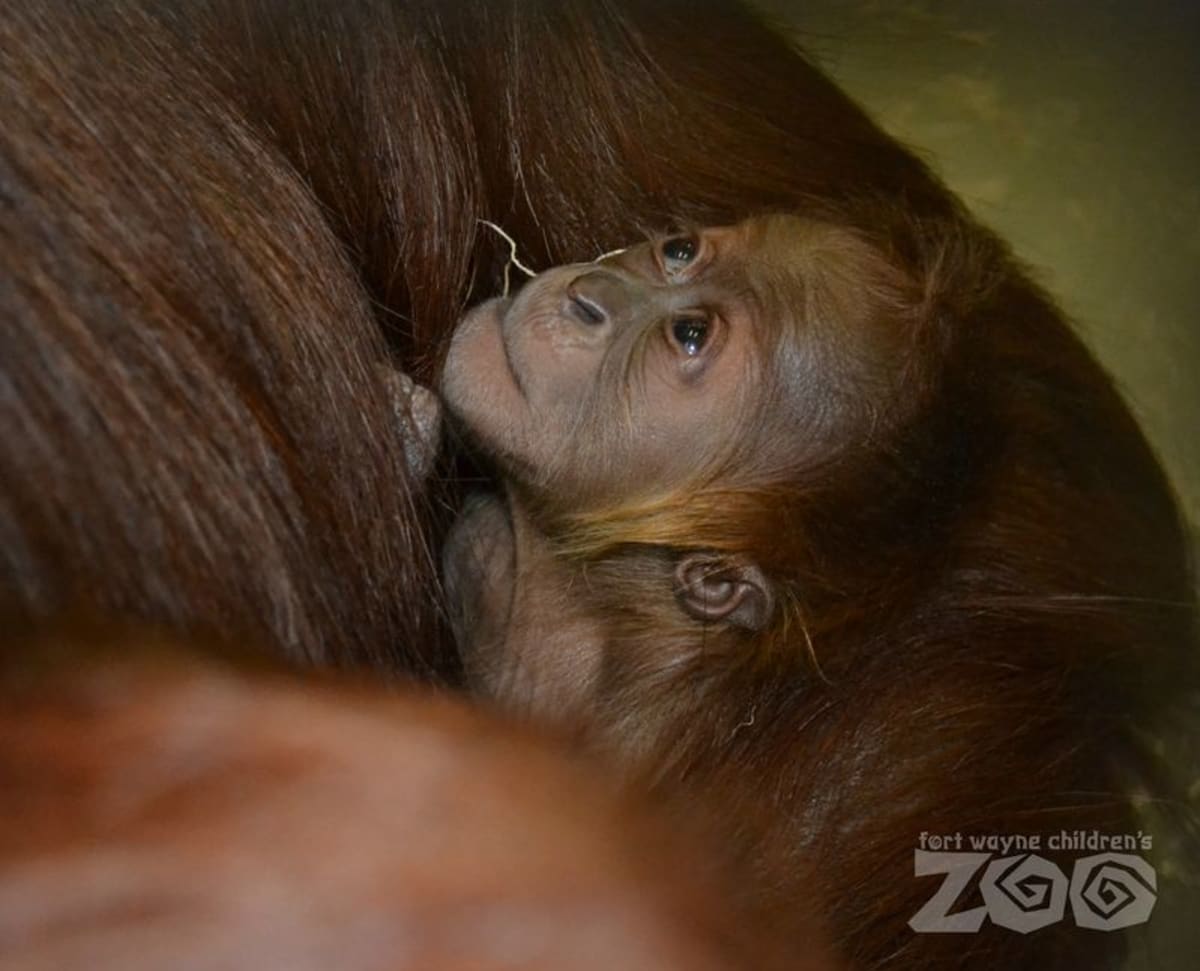 Mladý orangutan - Obrázek 2