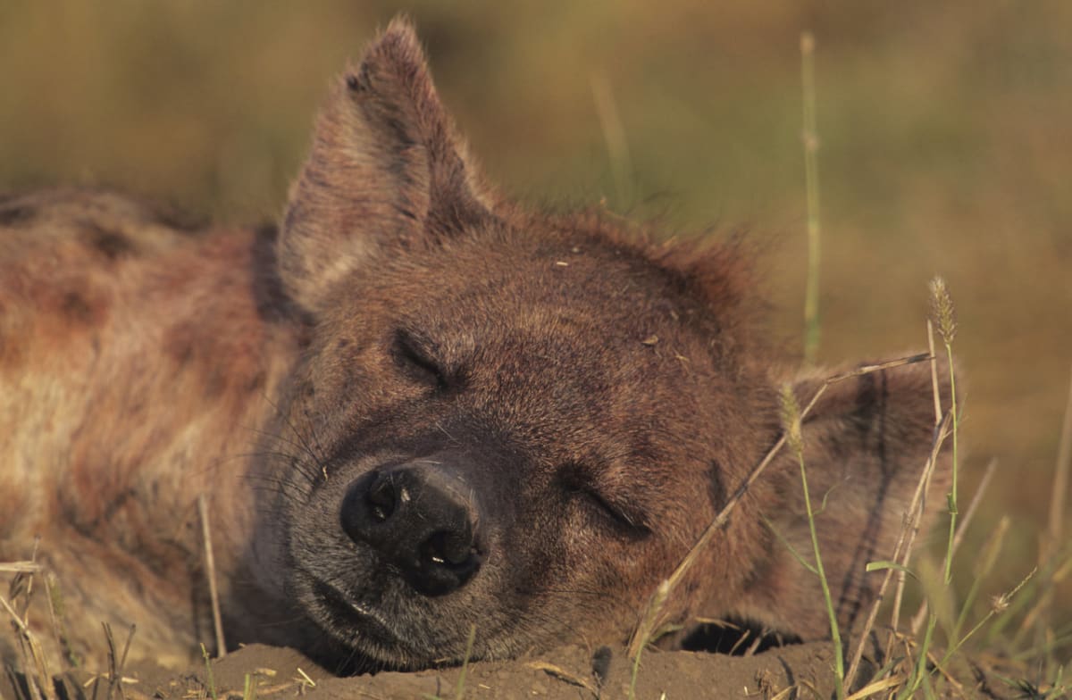 Nevěříte, že hyeny jsou roztomilé? - Obrázek 4