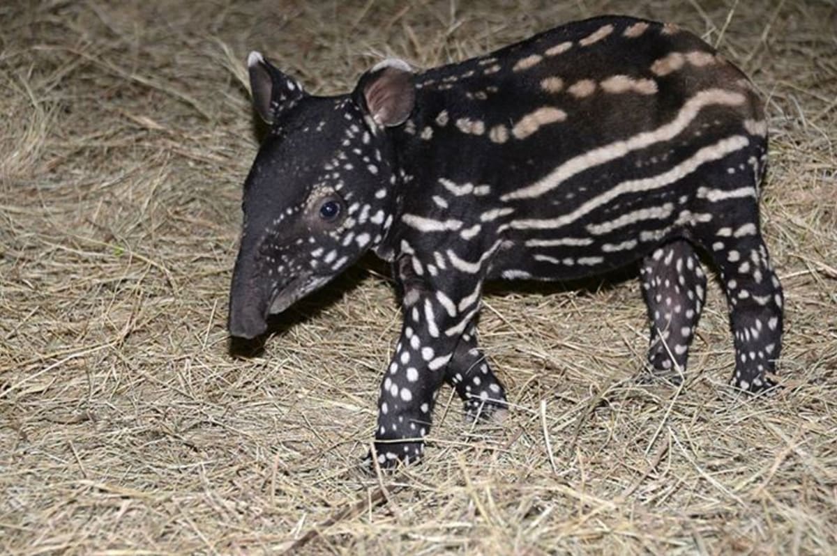 Mládě tapíra se představuje - Obrázek 3