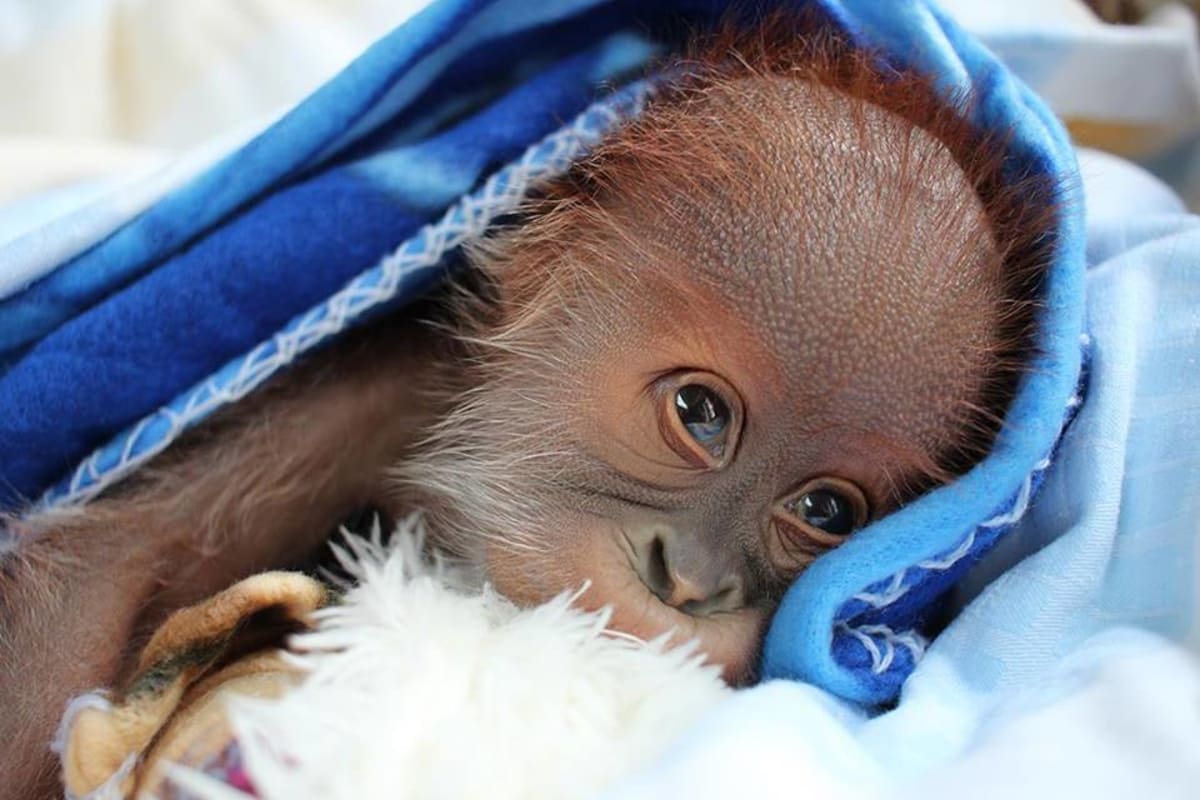 Novorozený orangutan z Berlína - Obrázek 5