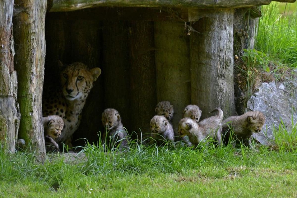 Gepardice v Munsteru porodila sedm mláďat! - Obrázek 7