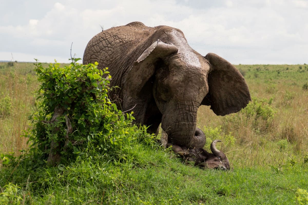 Rozzuřená slonice ochránila svá mláďata - Obrázek 2