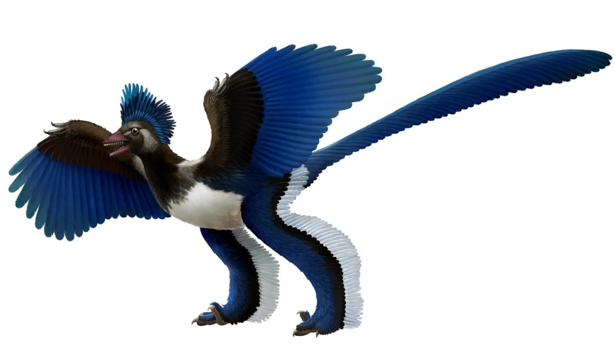 Archeopteryx - tak mohl vypadat