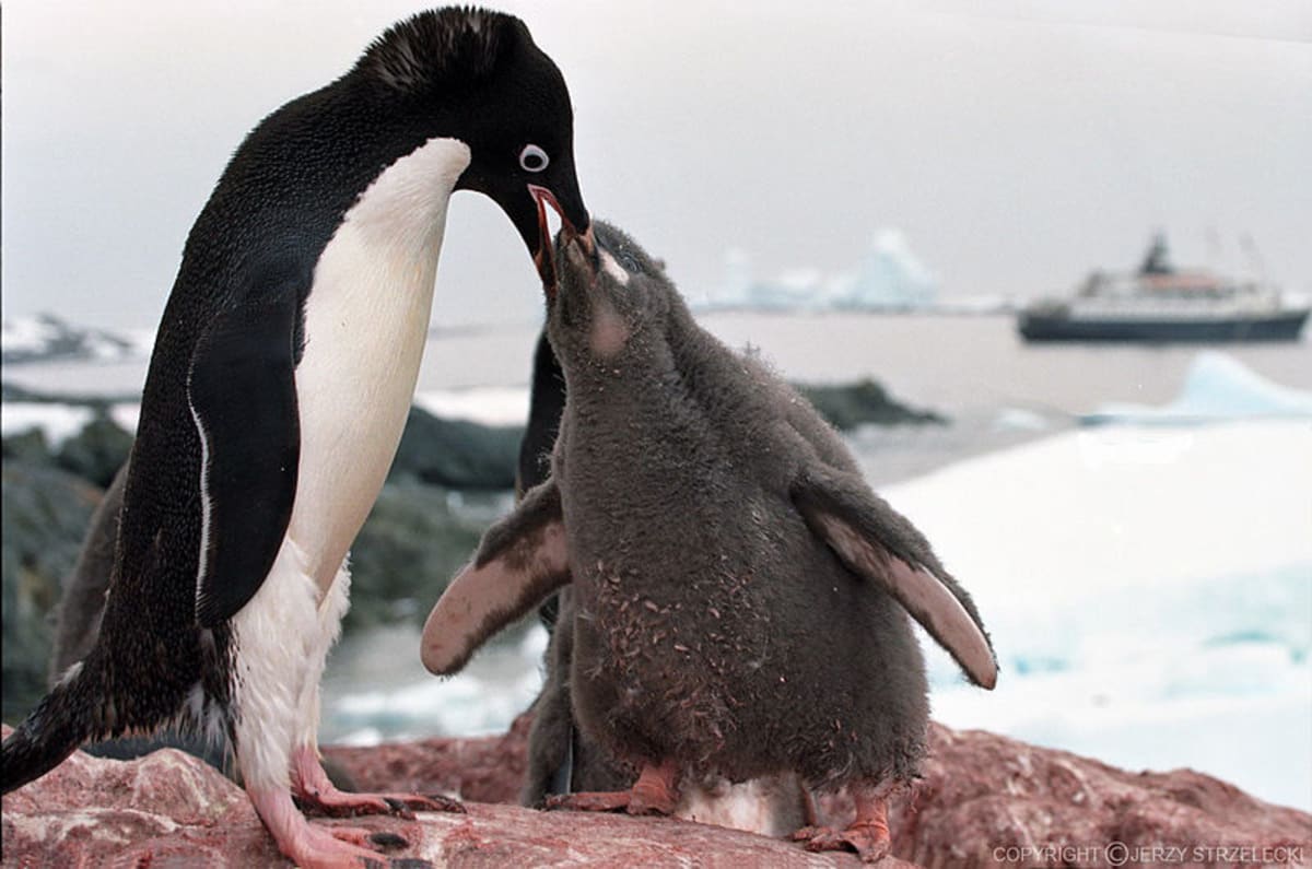 Snídaně tučňáků kroužkových