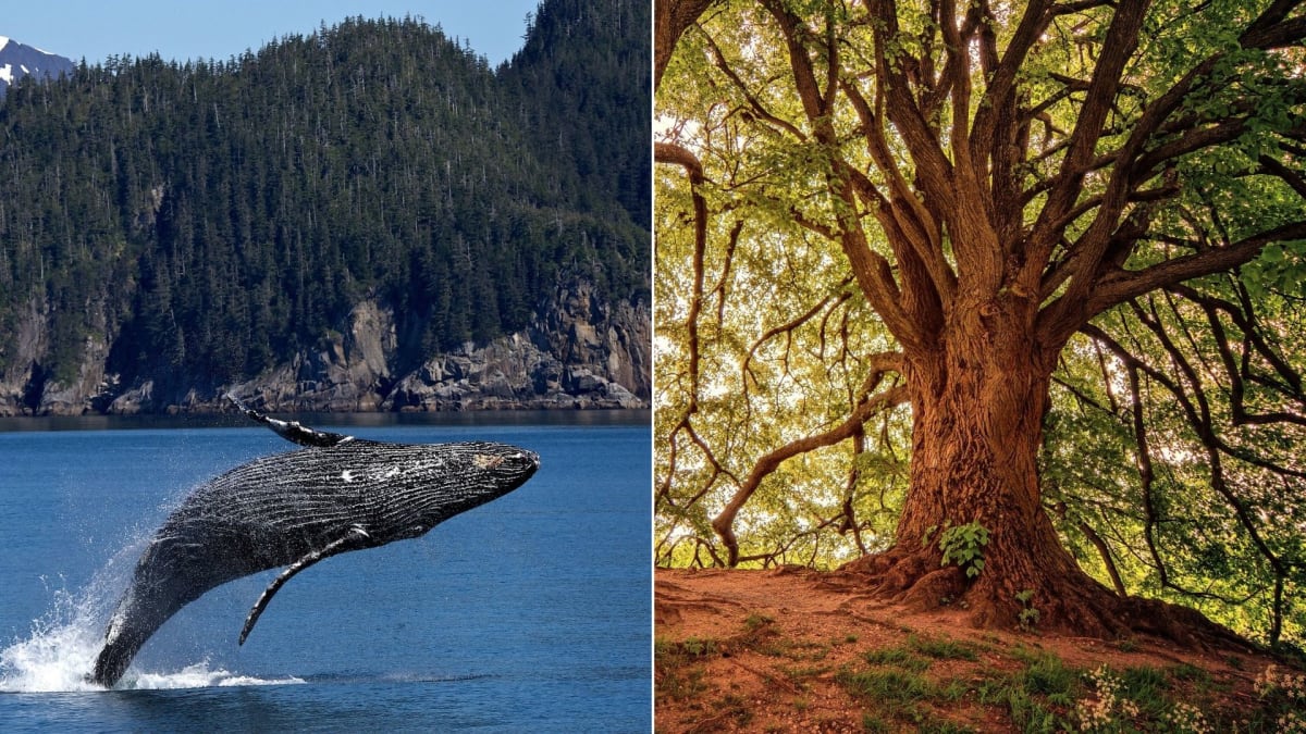Velryby nebo stromy?