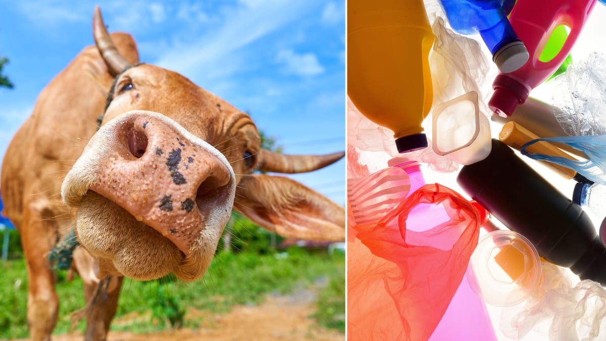 Krávy by mohly být řešením v boji s plasty