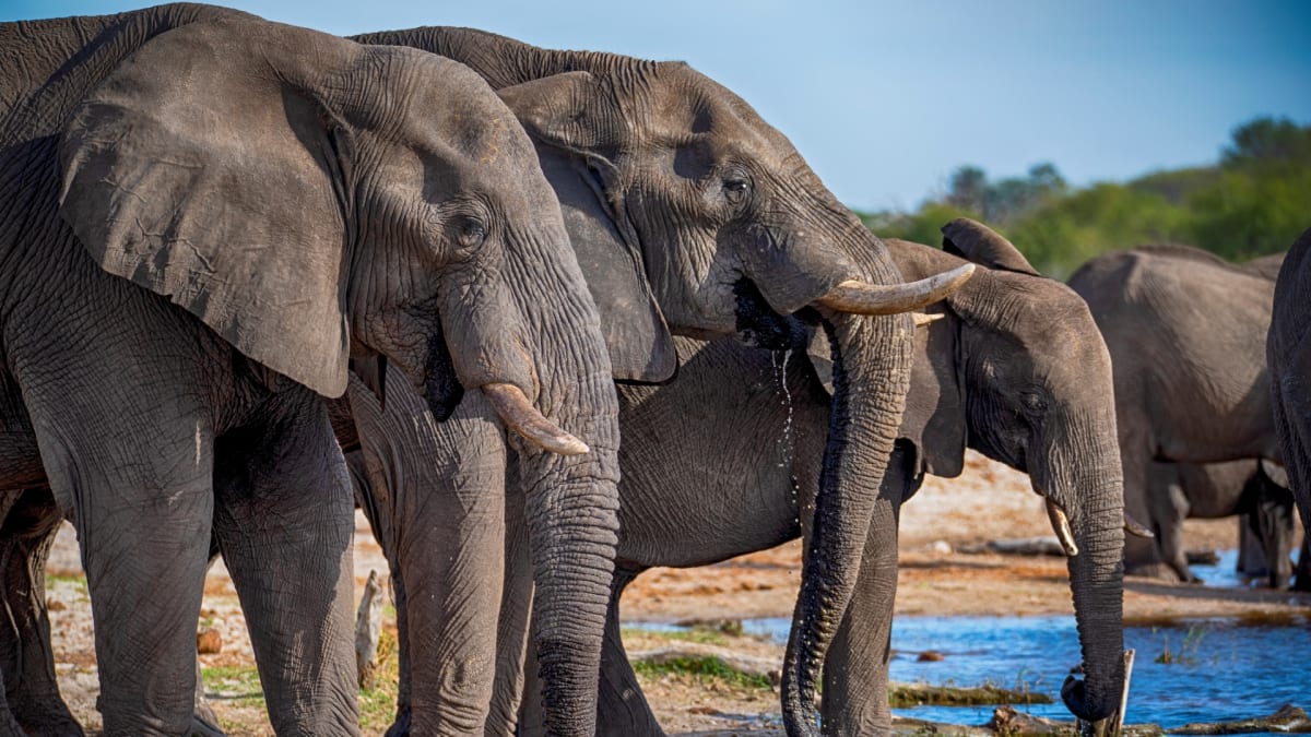 Sloni afričtí v Botswaně