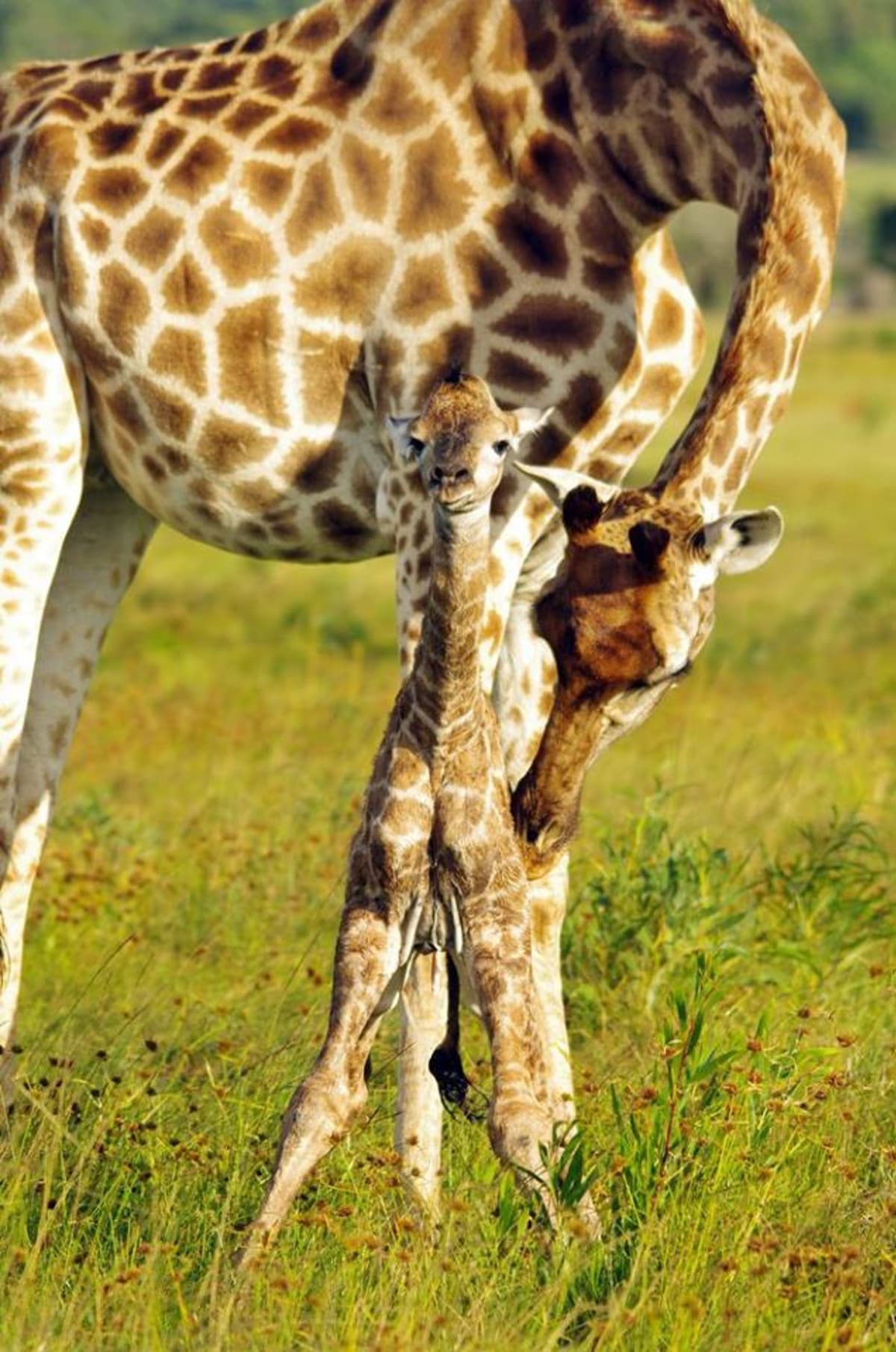 GALERIE: Porod žirafy v přímém přenosu! - Obrázek 17