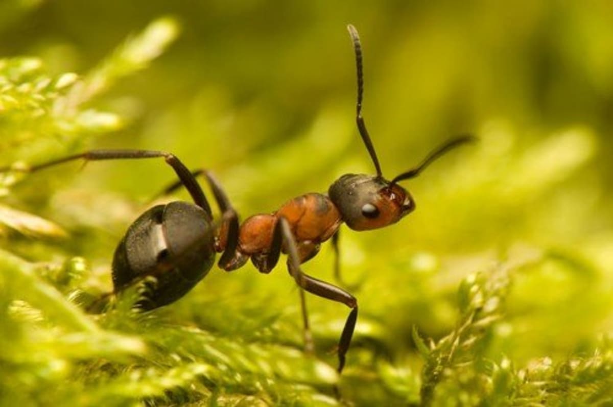Mravenci preferují levé oko před pravým