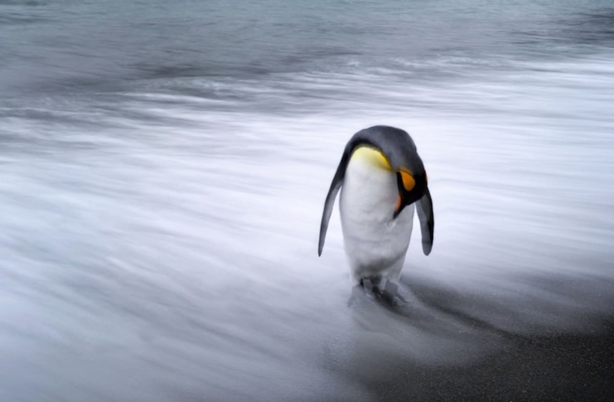 Osamělý tučňák, FOTO: Max Sei