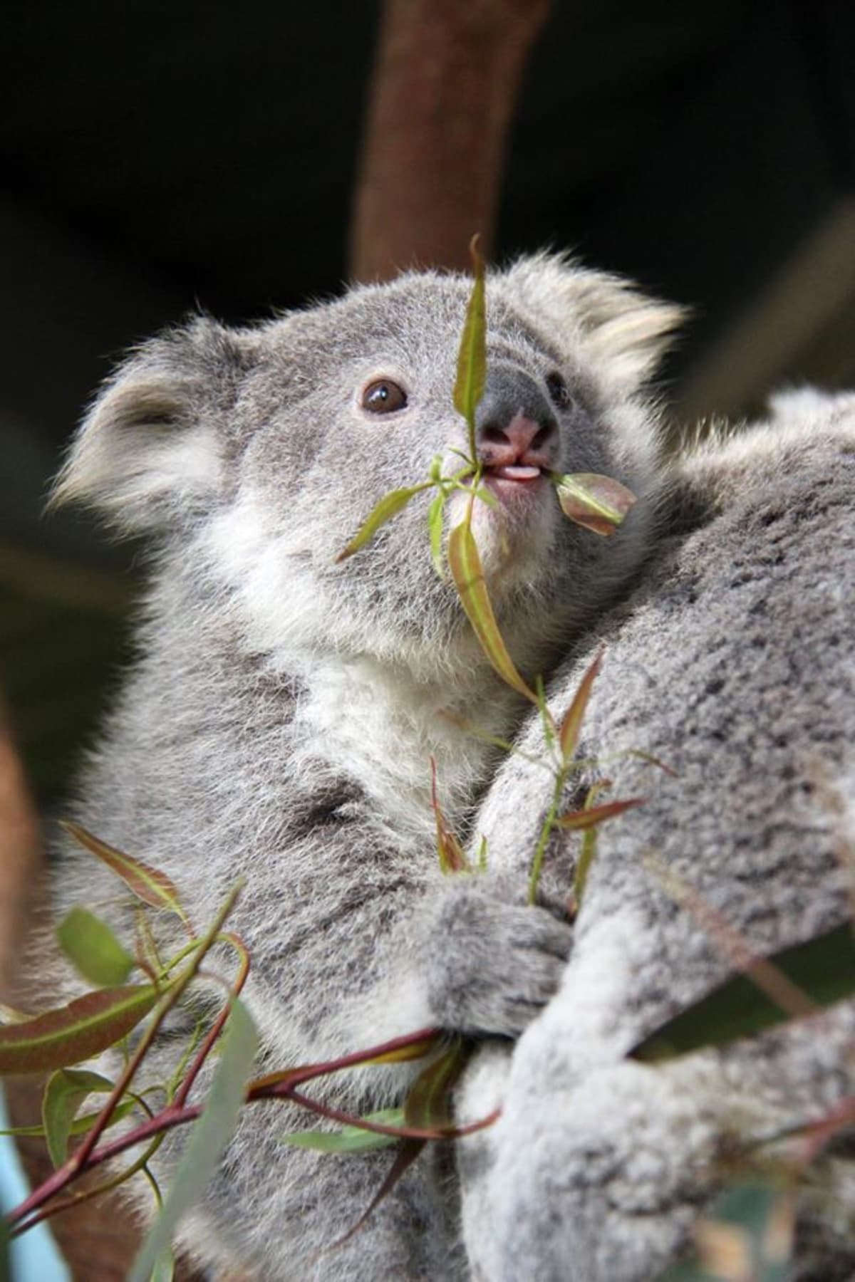 Mladí koalové, kteří se narodili v Zoo Taronga - Obrázek 7