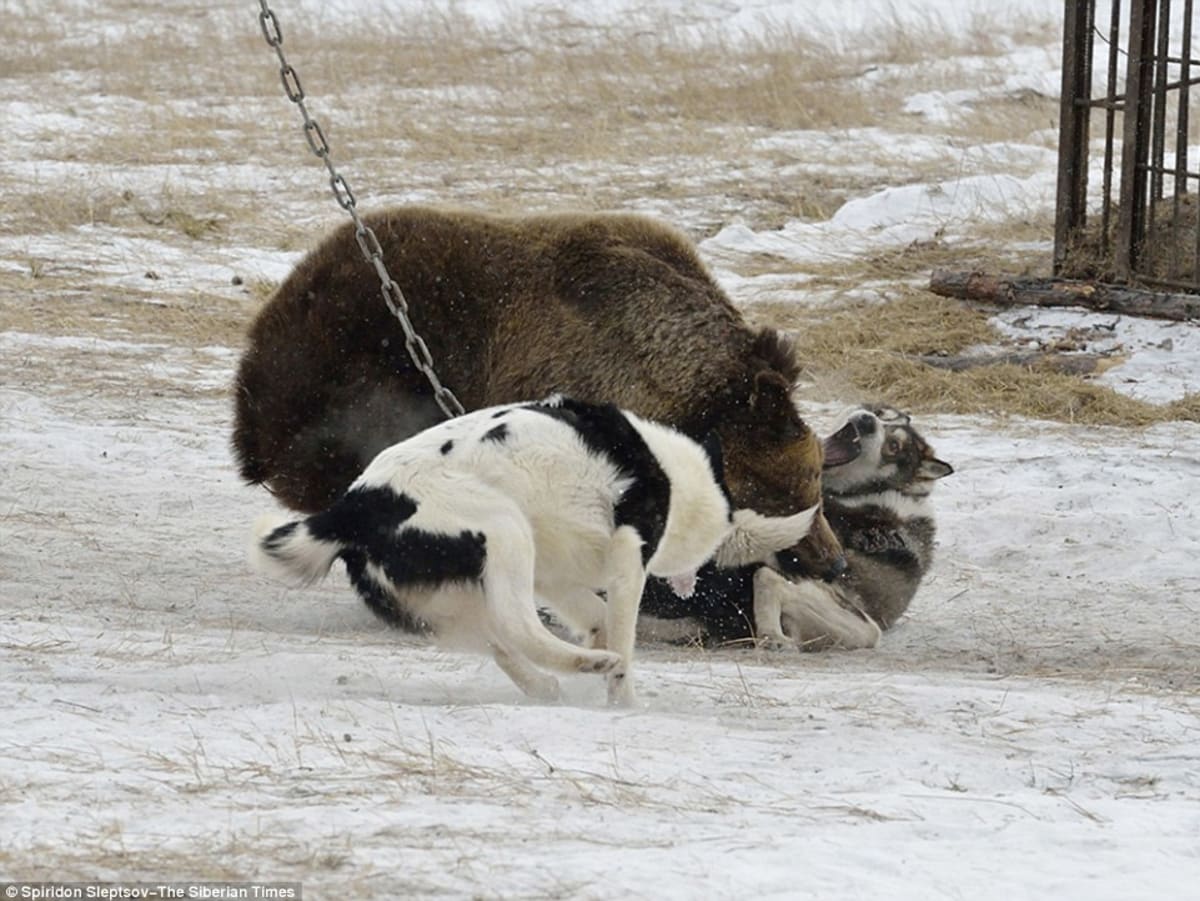 Ilegální trápení medvědů v Rusku - Obrázek 2