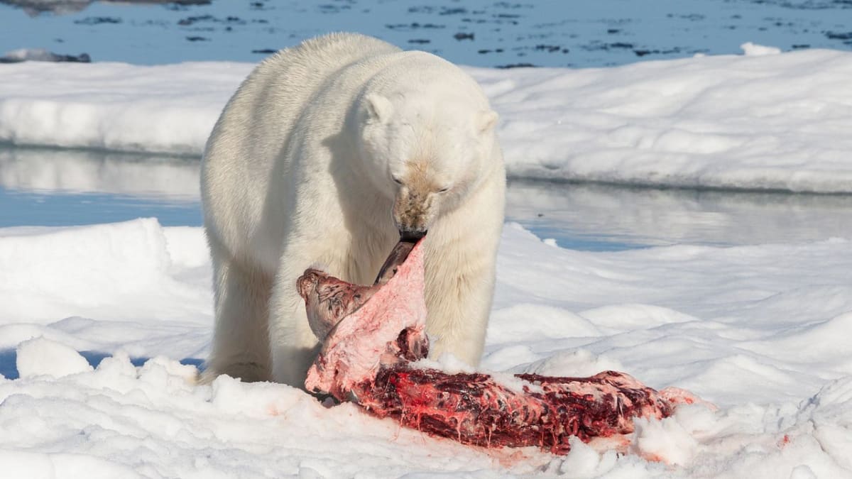 Lední medvědi - oběd, dnes se servíruje tuleň