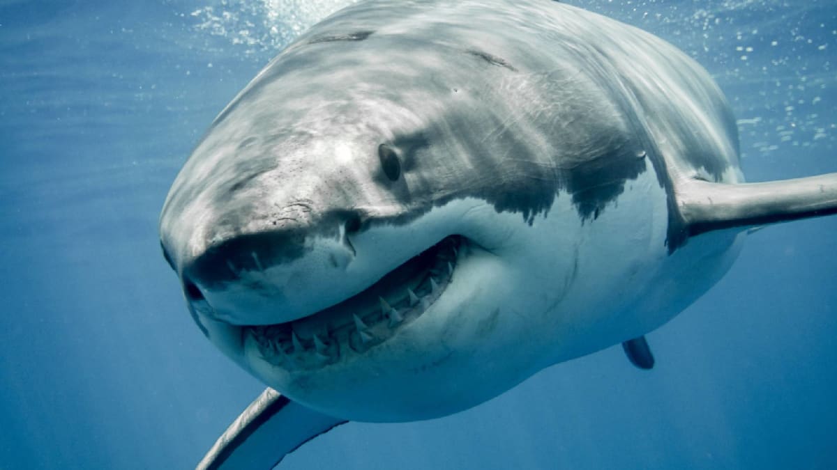 Podle ochránců přírody jsou ročně kvůli skvalenu zabity tři miliony žraloků