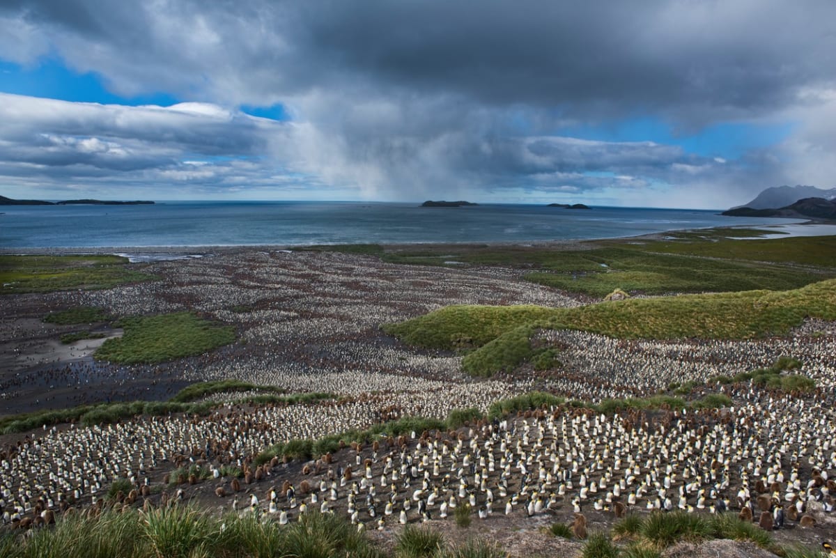 Největší kolonie tučňáků - Obrázek 8
