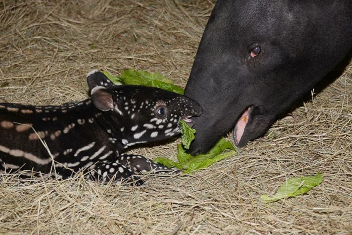 Mládě tapíra se představuje - Obrázek 1
