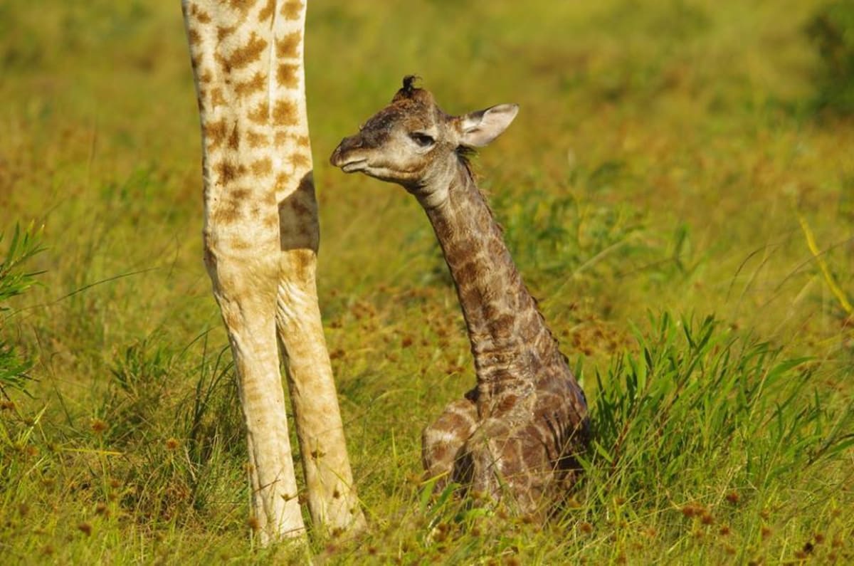 GALERIE: Porod žirafy v přímém přenosu! - Obrázek 6