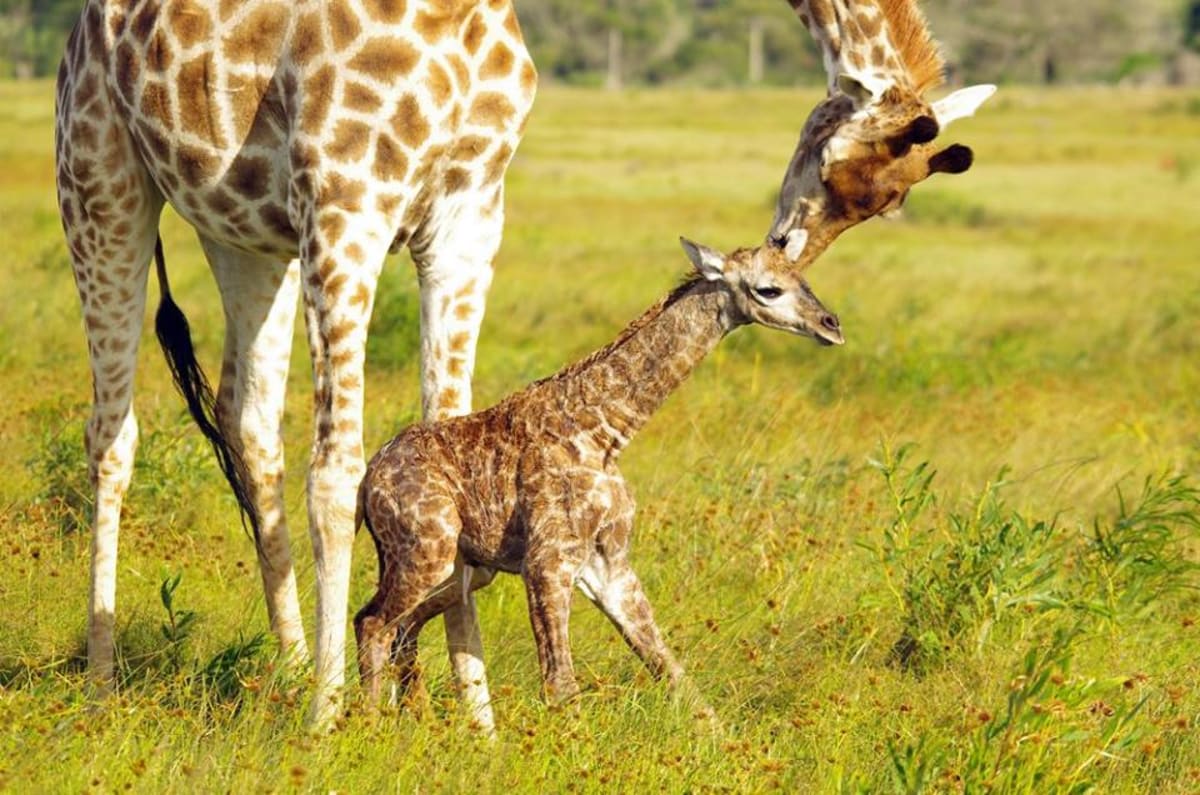 GALERIE: Porod žirafy v přímém přenosu! - Obrázek 11