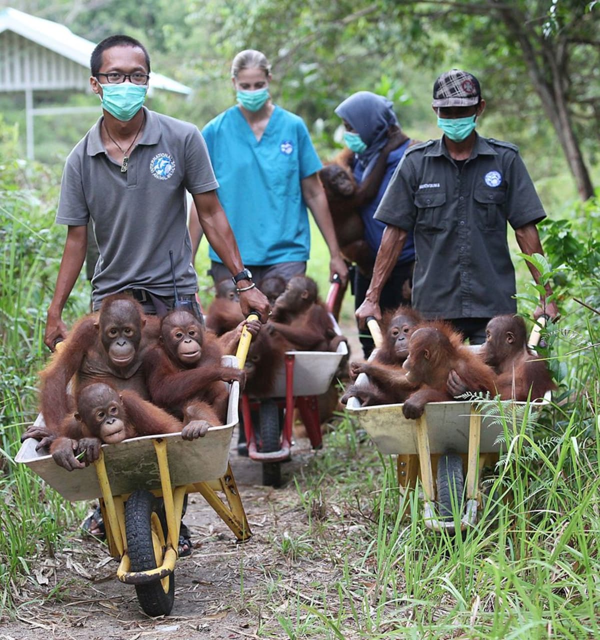 Záchrana orangutaních mláďat  - Obrázek 6