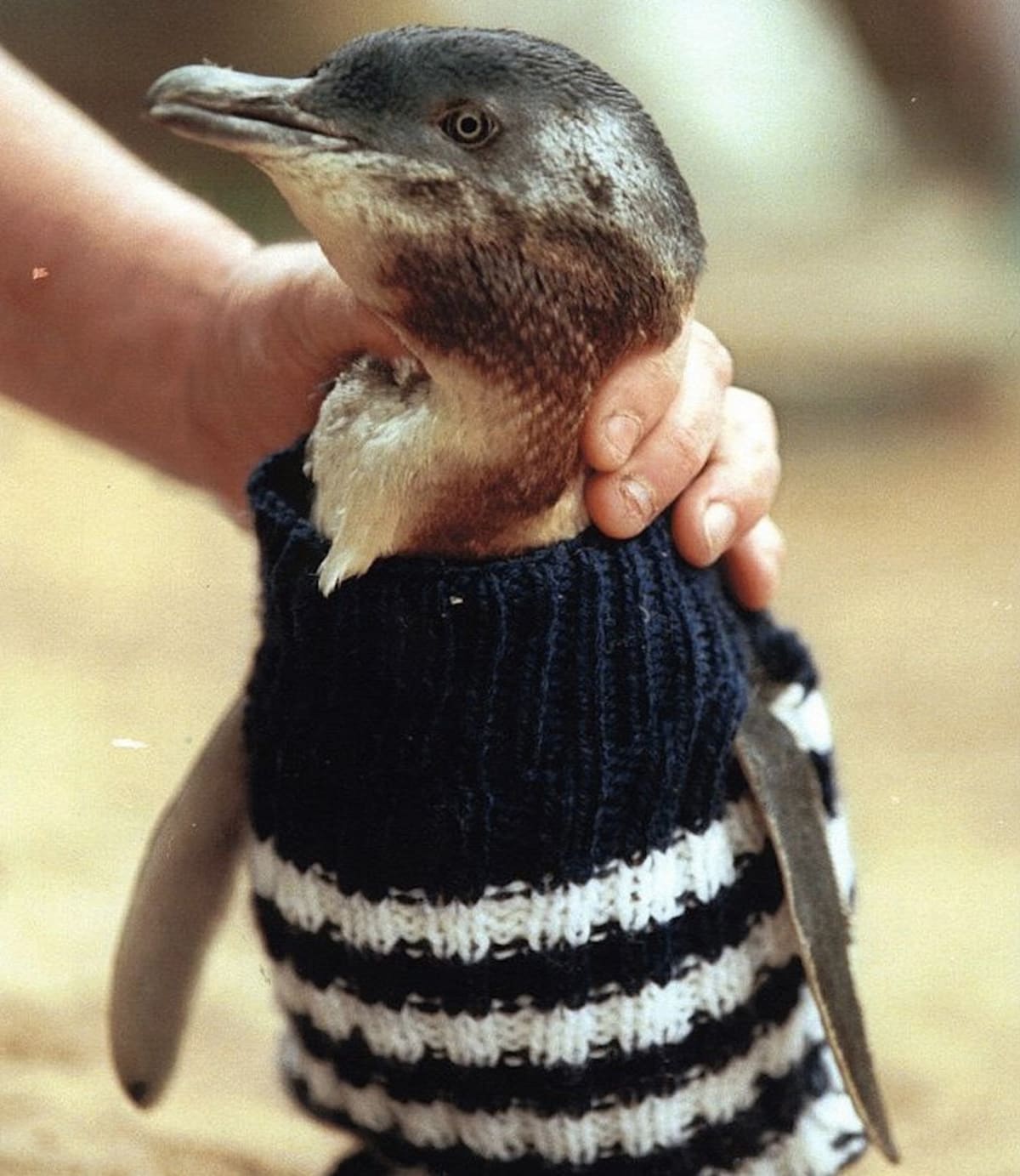 Svetry pro tučňáky - Obrázek 4