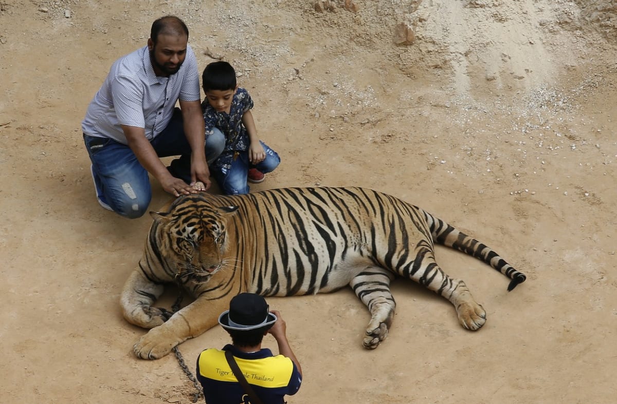 Tygří chrám v Thajsku - Obrázek 6