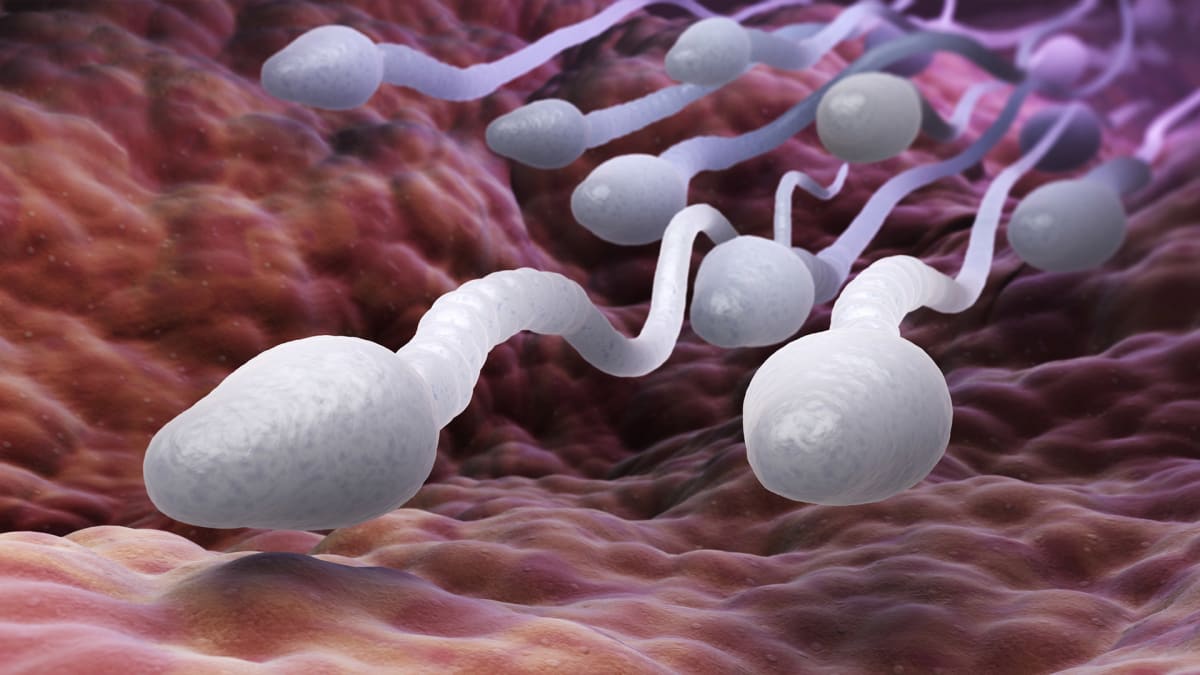 Spermie je i po několika letech ve vesmíru schopná oplodnit