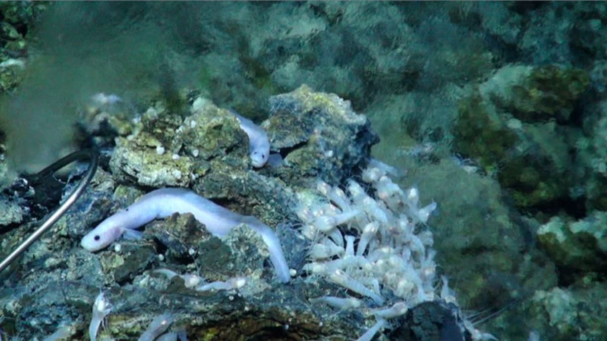 V hlubinách se daří například slepým krevetám a docela normálně vypadajícím sasankám.