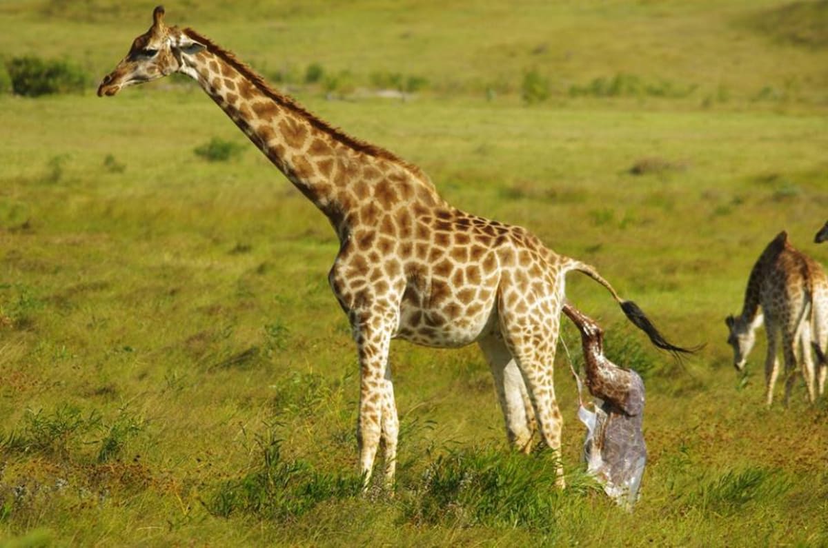 GALERIE: Porod žirafy v přímém přenosu! - Obrázek 3