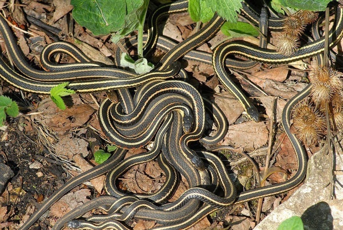 35 000 hadů na jedné hromadě - Obrázek 5