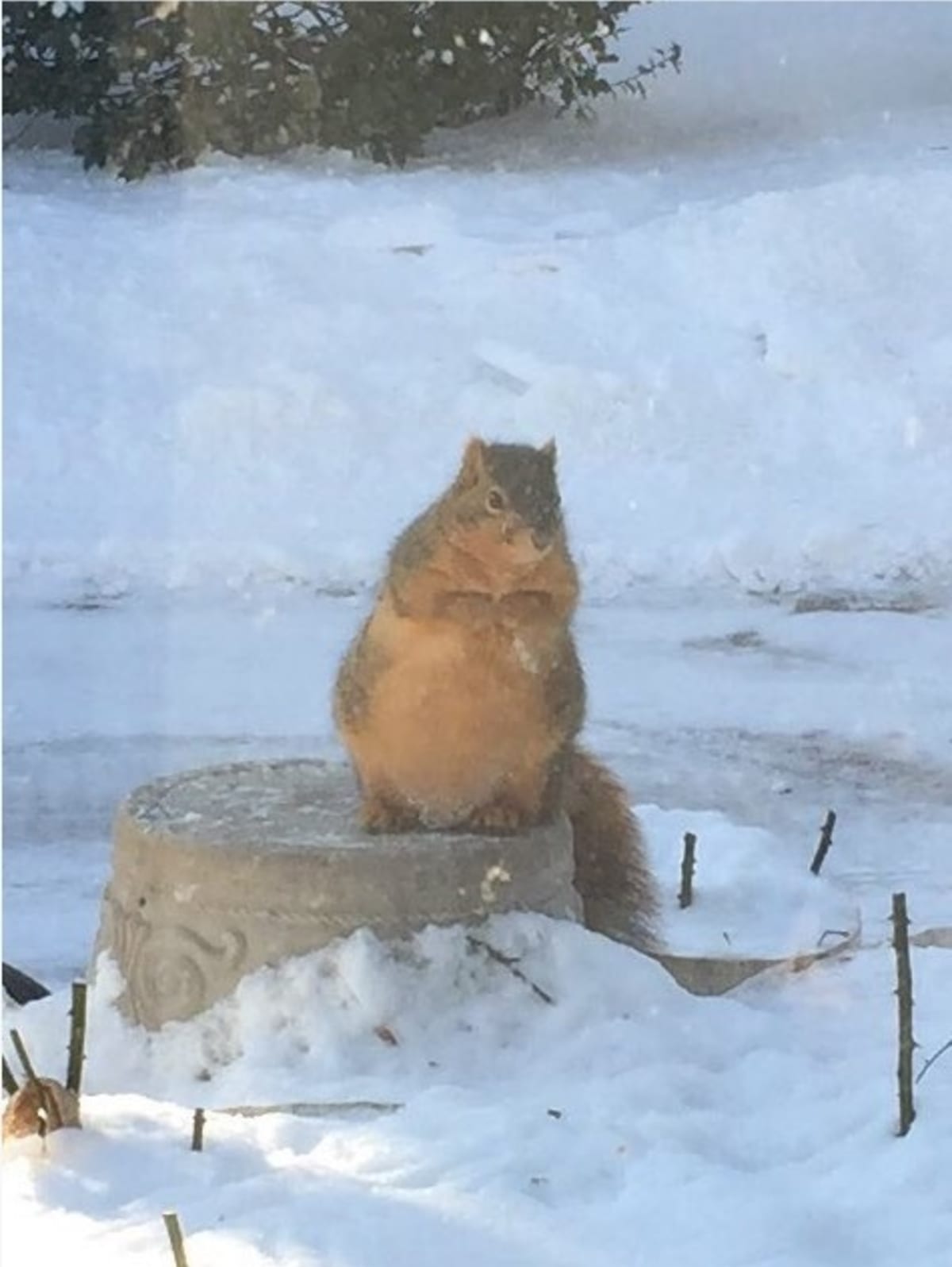 Tlusté veverky jsou připravené na zimu - Obrázek 3