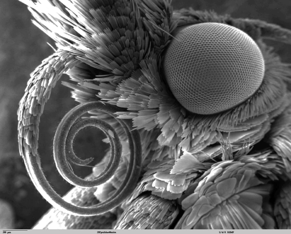 Nejpodivnější hlavy hmyzu zblízka - Obrázek 19