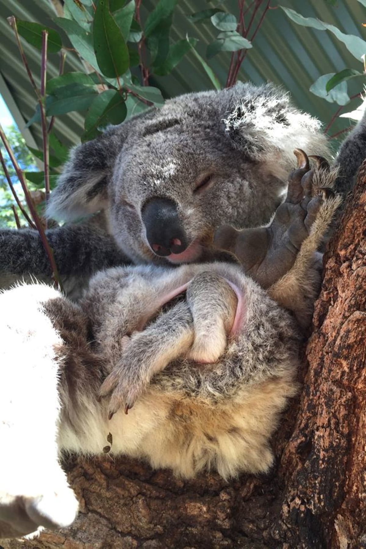 Mladí koalové, kteří se narodili v Zoo Taronga - Obrázek 3