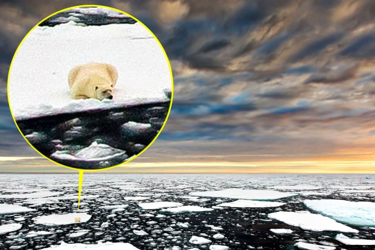 Ledním medvědům mizí svět pod nohama - Obrázek 1