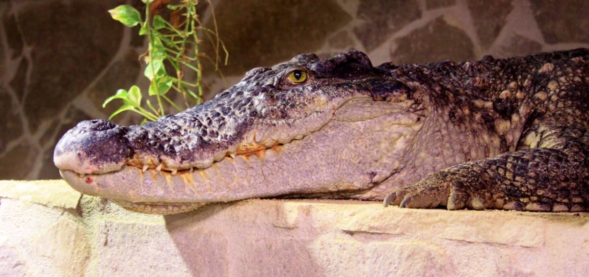 Krokodýli siamský a filipínský - Obrázek 8