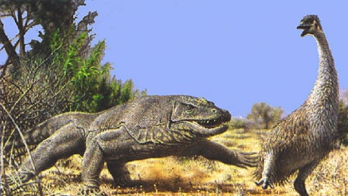 Také varani byli v Austrálii trošku větší - varanus priscus měřil 7 metrů. FOTO: Wikimedia Commons
