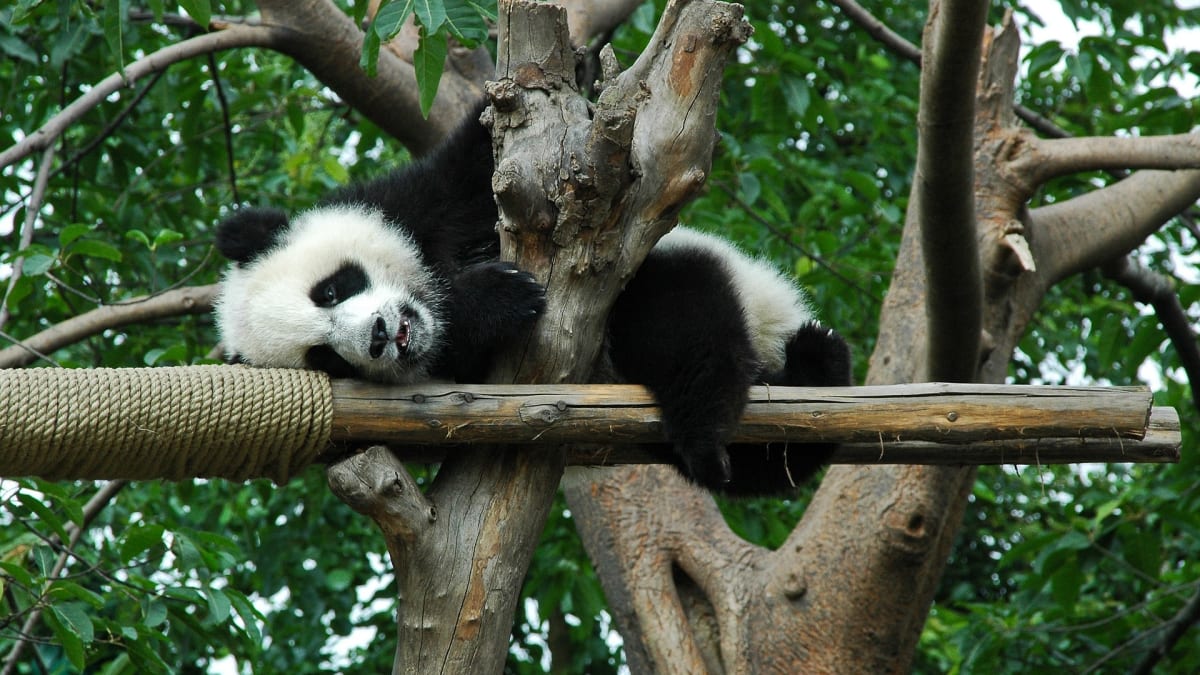 Panda velká, lenošná